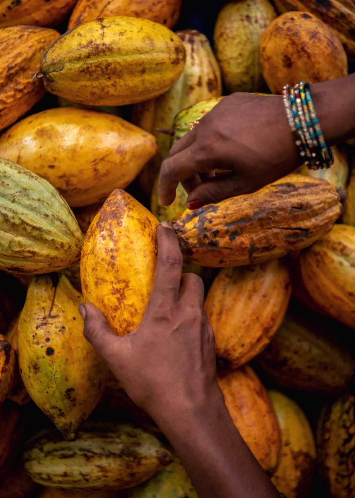 Manam is Hyderabad’s latest chocolaterie The Hindu